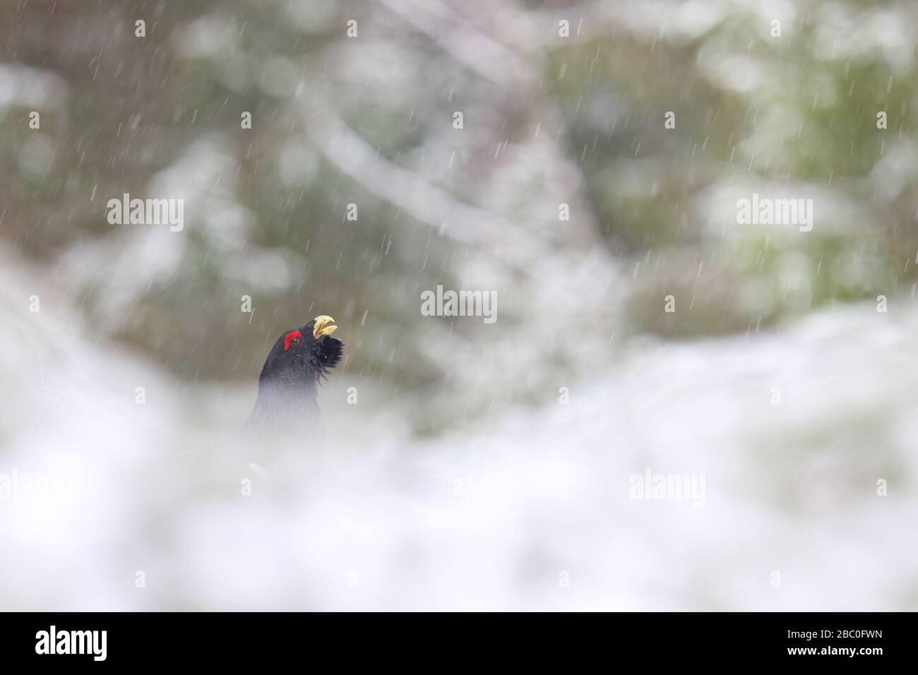 Auerhuhn (Tetrao urogallus) Männchen, das im Kiefernwald im Schnee zeigt. Europa Stockfoto