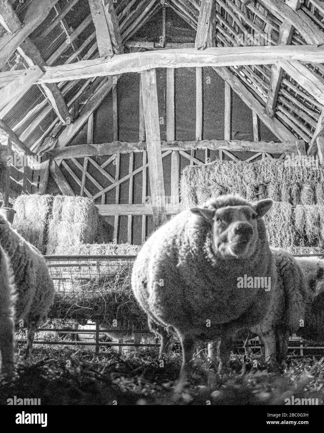 BIOLOGISCHER KLEINANBAU IN GLOUCESTERSHIRE Stockfoto