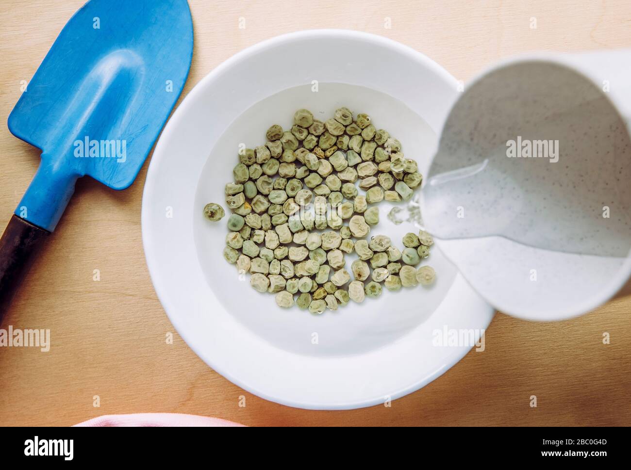 Grüne Erbsen in warmem Wasser in der Schüssel einweichen, um den Keimvorgang beim Pflanzen im Garten zu fixieren. Die Samen weichen in der weißen Schüssel ein. Stockfoto