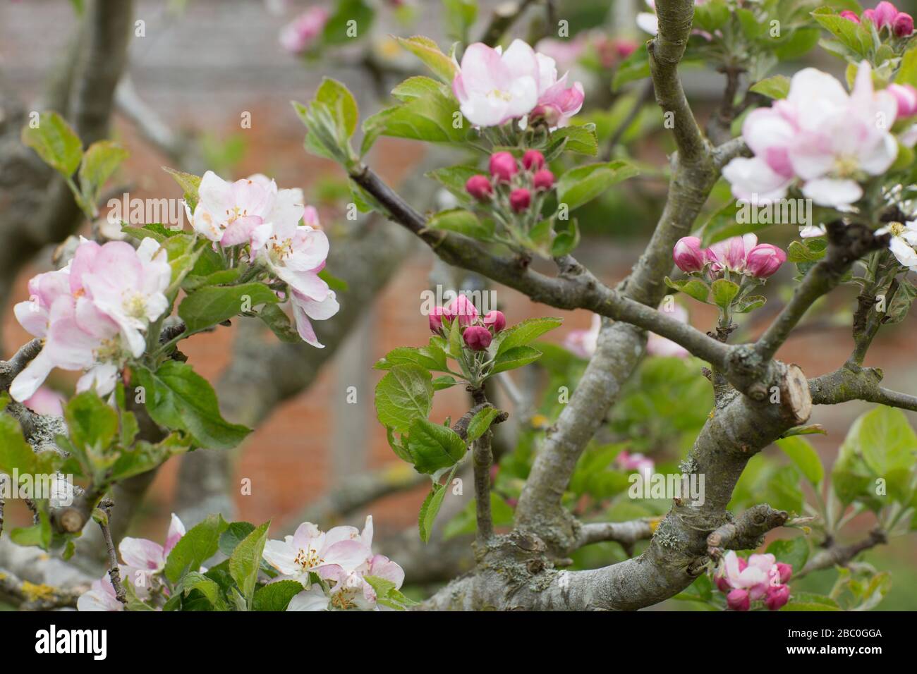 Apple Blossom Stockfoto
