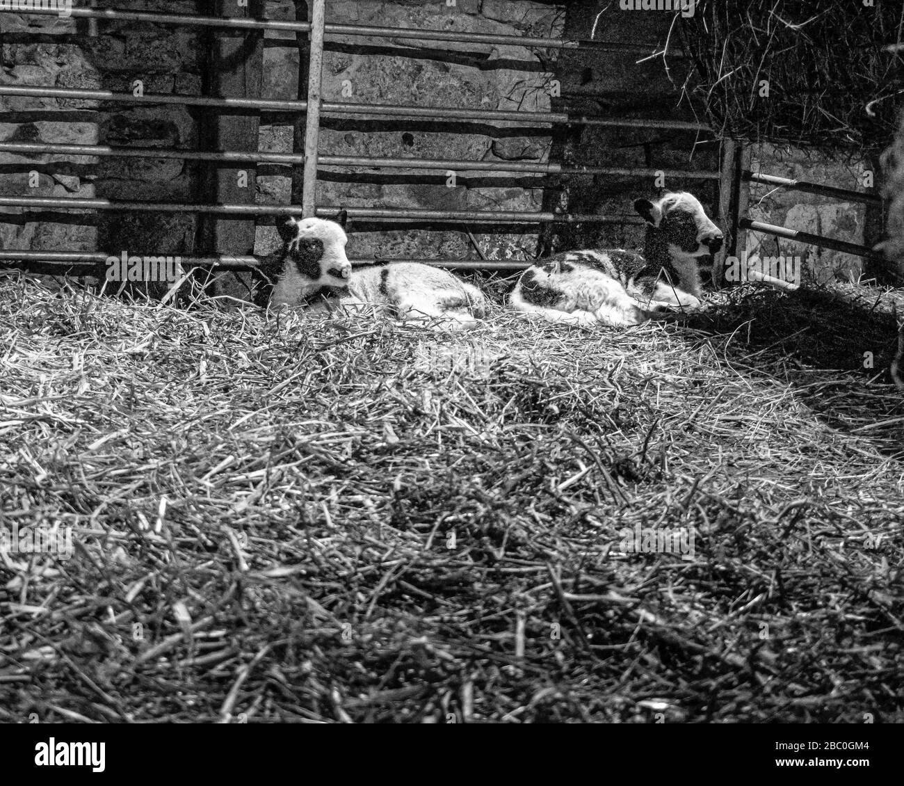 BIOLOGISCHER KLEINANBAU IN GLOUCESTERSHIRE Stockfoto