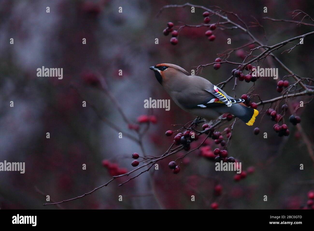 Wachssflügel (Bombycilla garrulus) Fütterung von Weißdornbuschbeeren, Europa, Estland Stockfoto