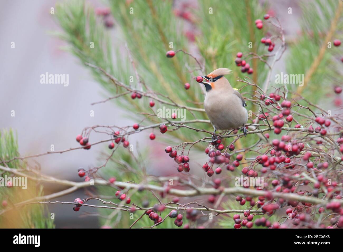 Wachssflügel (Bombycilla garrulus) Fütterung von Weißdornbuschbeeren, Europa, Estland Stockfoto