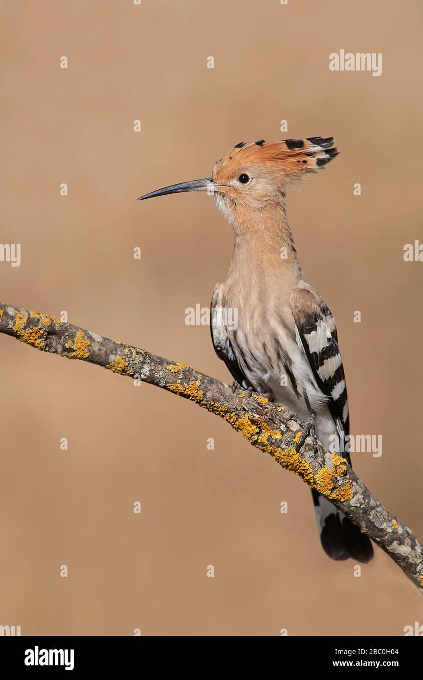 Eurasisches Hoopoe, Lesvos, Griechenland Stockfoto