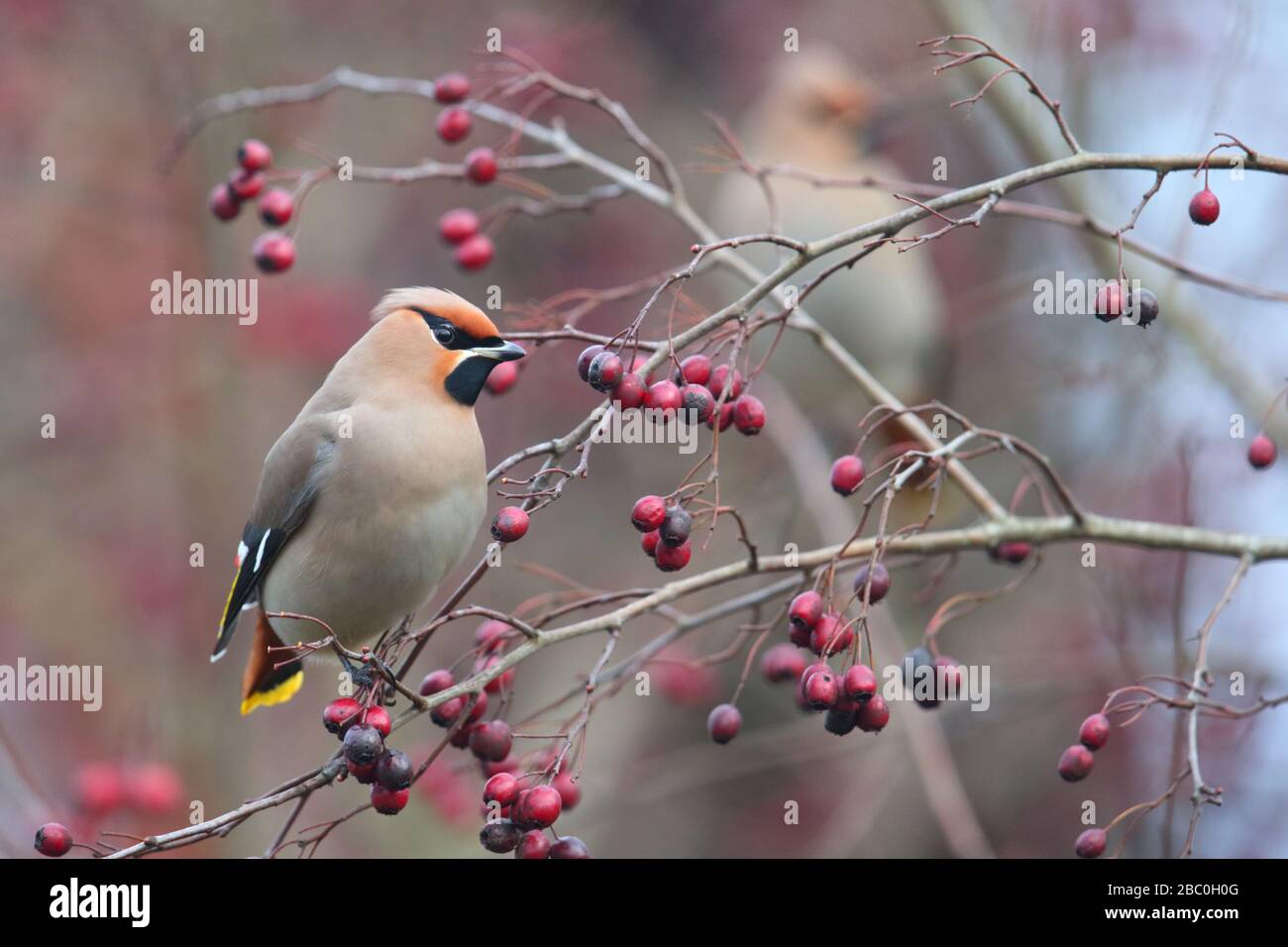 Wachssflügel (Bombycilla garrulus) Fütterung von Weißdornbuschbeeren, Europa, Estland Stockfoto