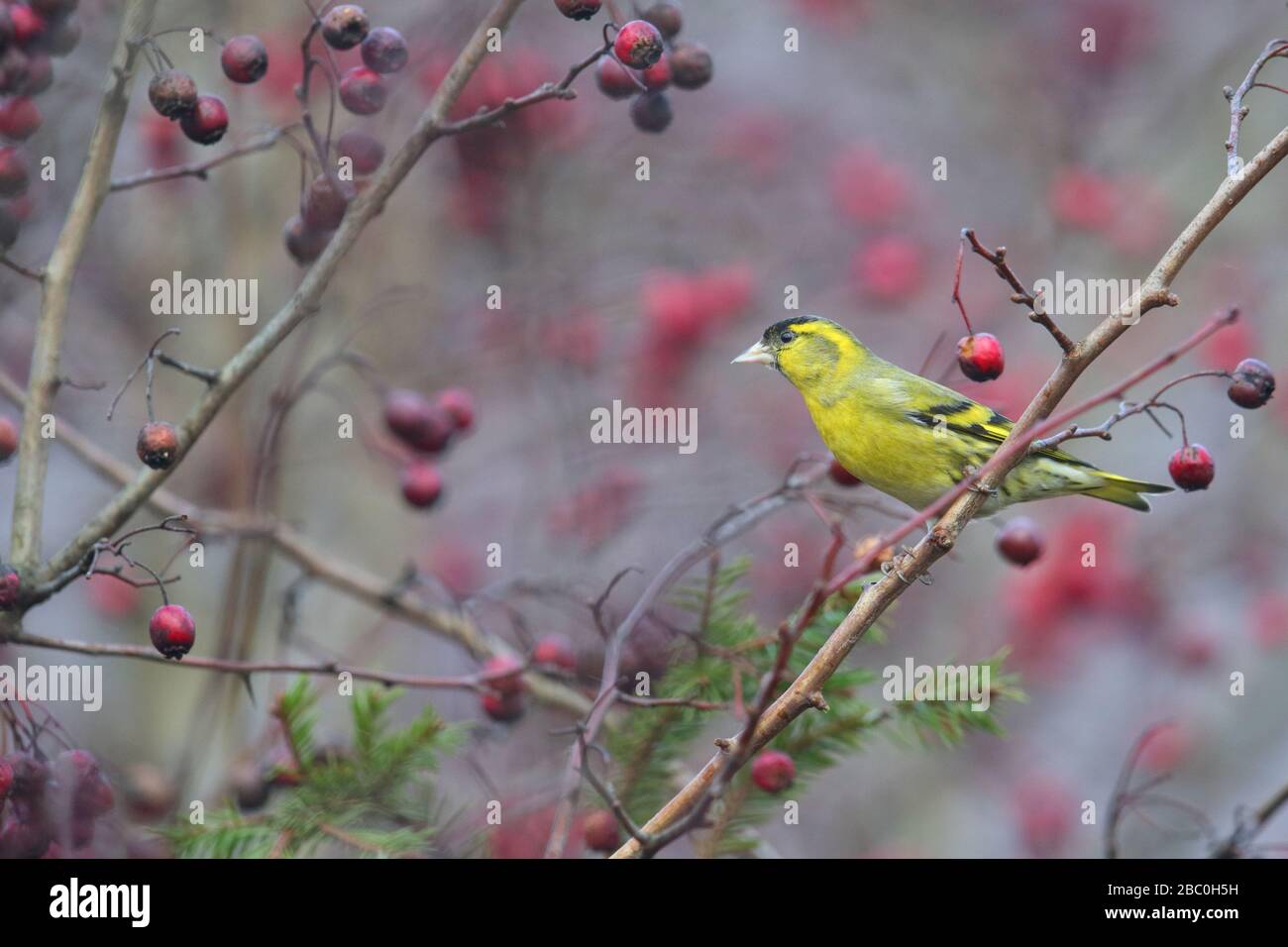 Männliche Siskin (Carduelis spinus) auf Weißdornbaum-Busch. Stockfoto