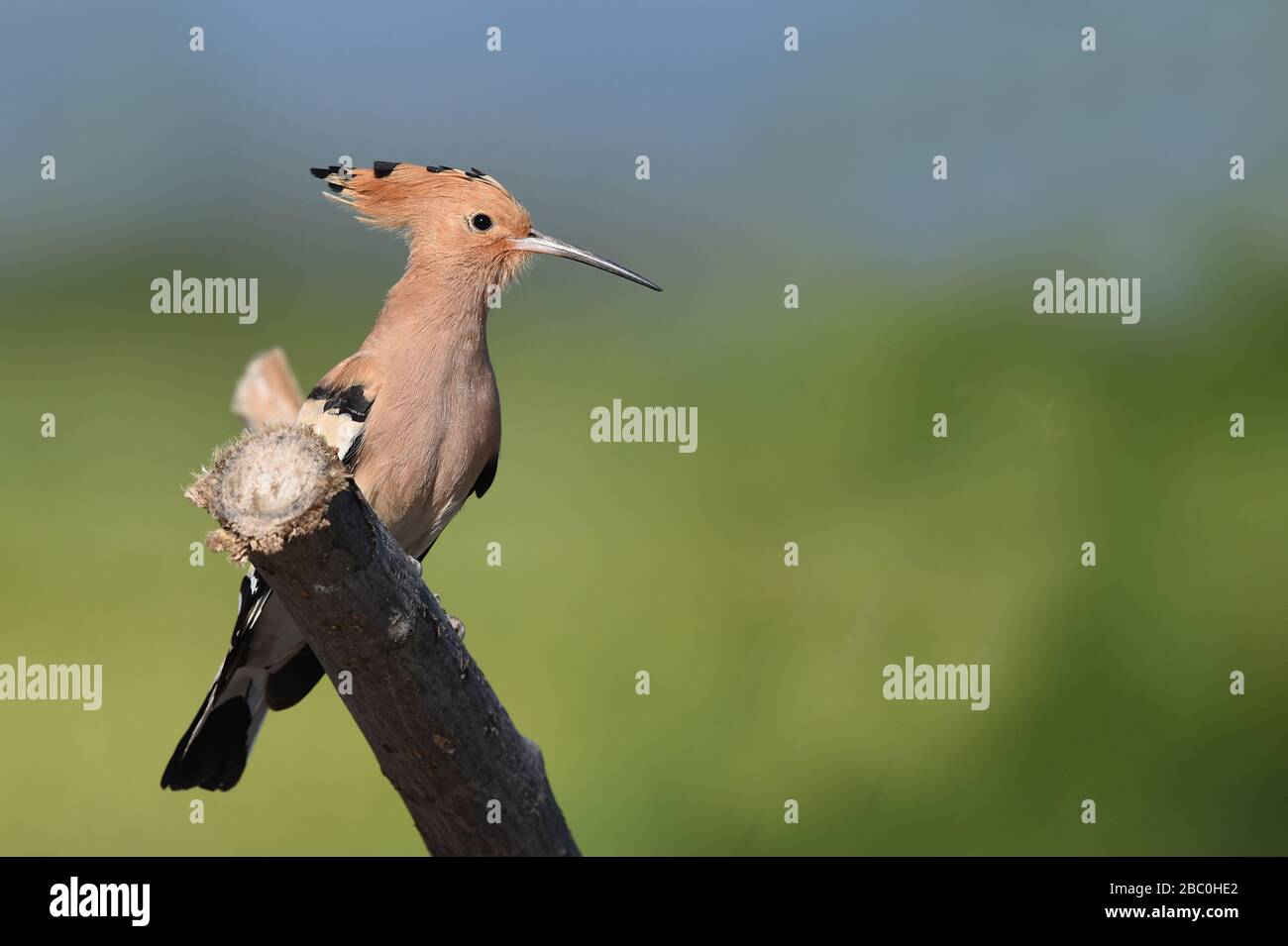 Eurasisches Hoopoe, Lesvos, Griechenland Stockfoto