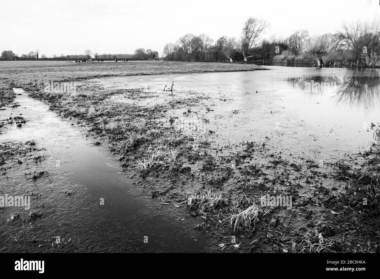 Überschwemmte Oberläufe der Themse im Winter zwischen der Lechslade und Ashton Keynes in den Cotswolds, Großbritannien Stockfoto