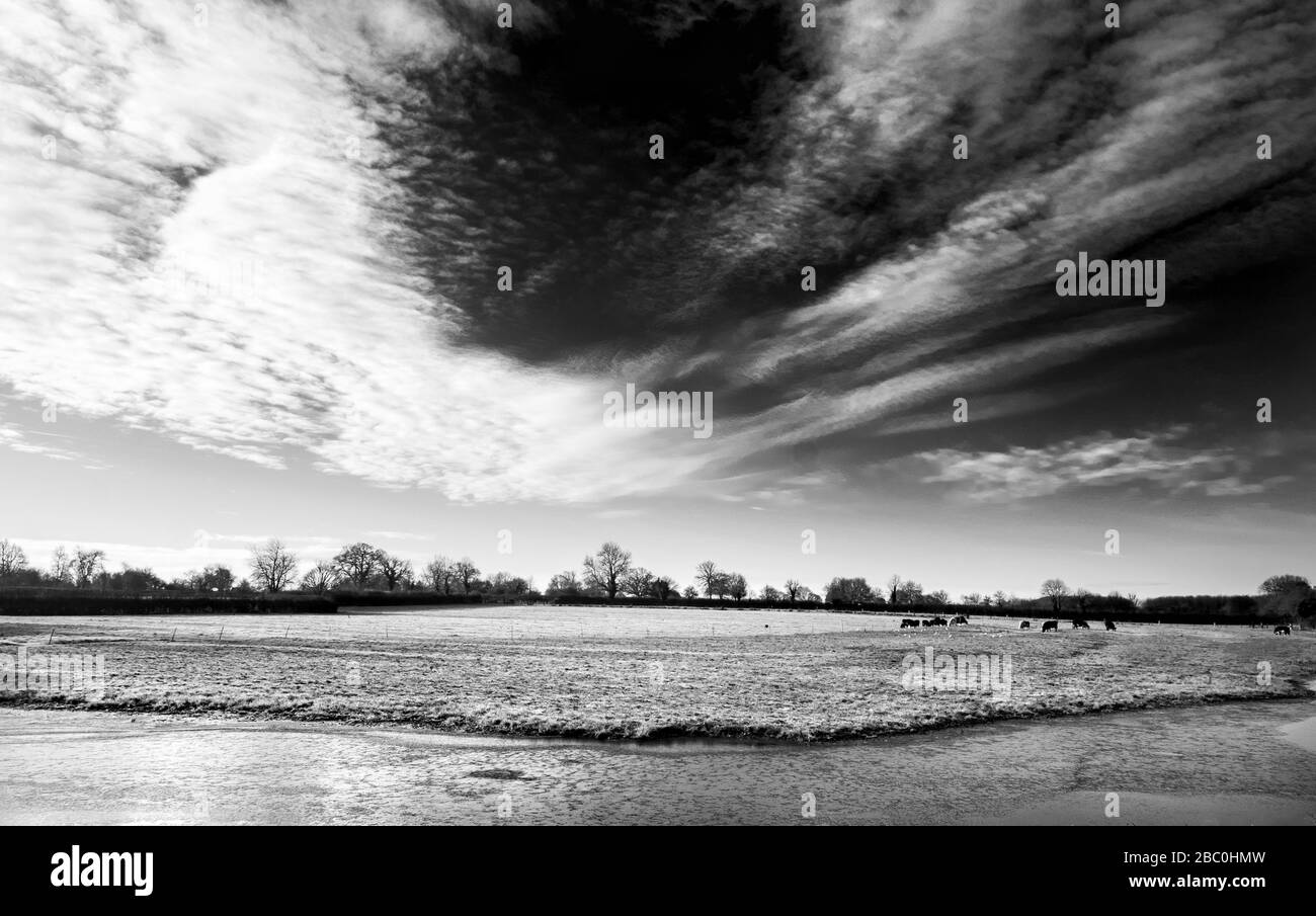 Überschwemmte Oberläufe der Themse im Winter zwischen der Lechslade und Ashton Keynes in den Cotswolds, Großbritannien Stockfoto