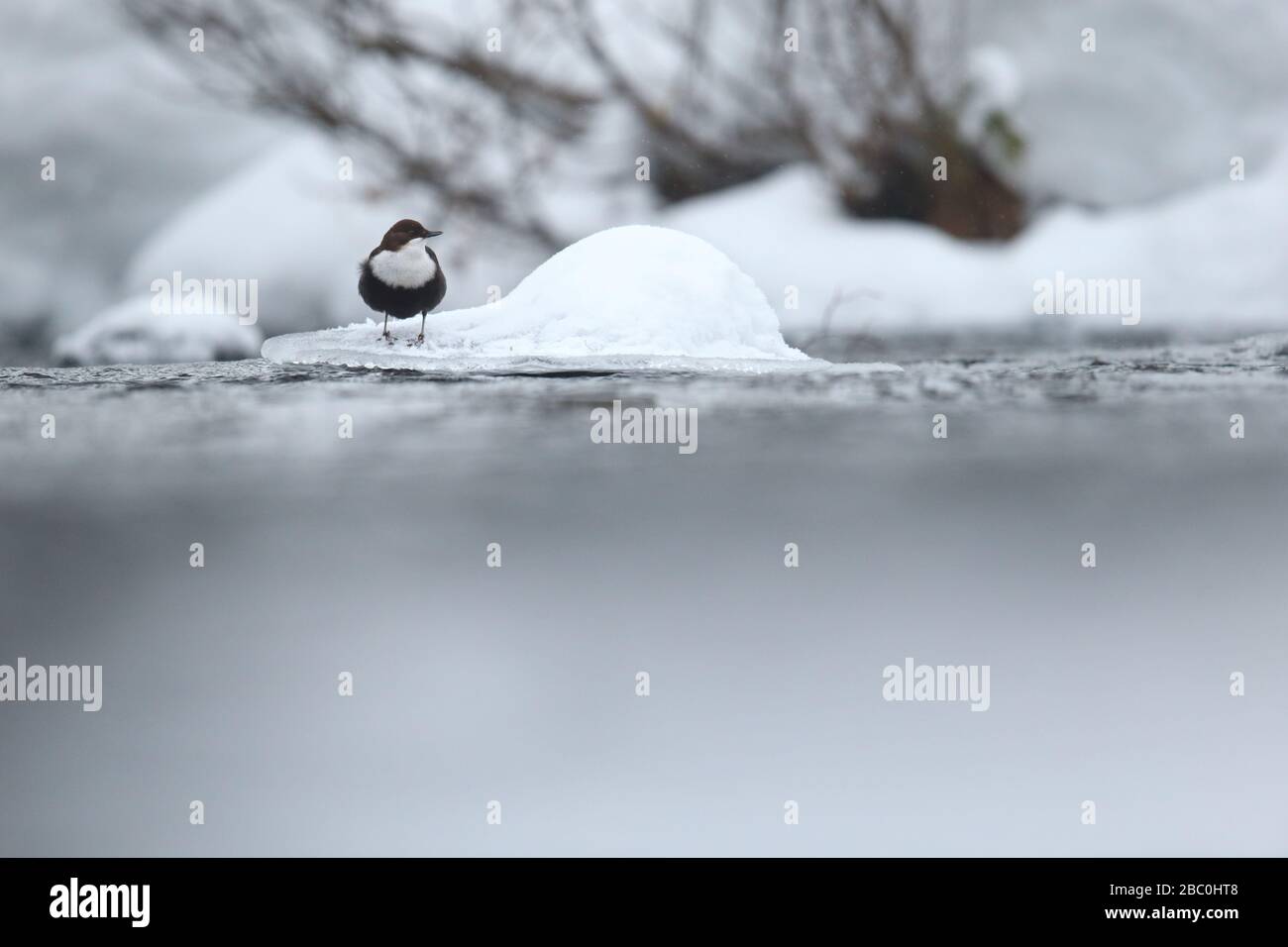 Dipper (Cinclus cinclus), Kuusamo, Finnland. Stockfoto