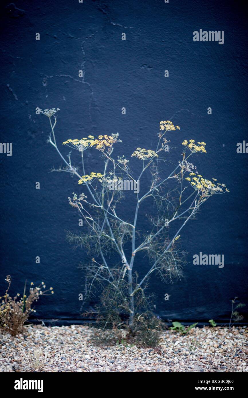 Wildpflanzen Stockfoto