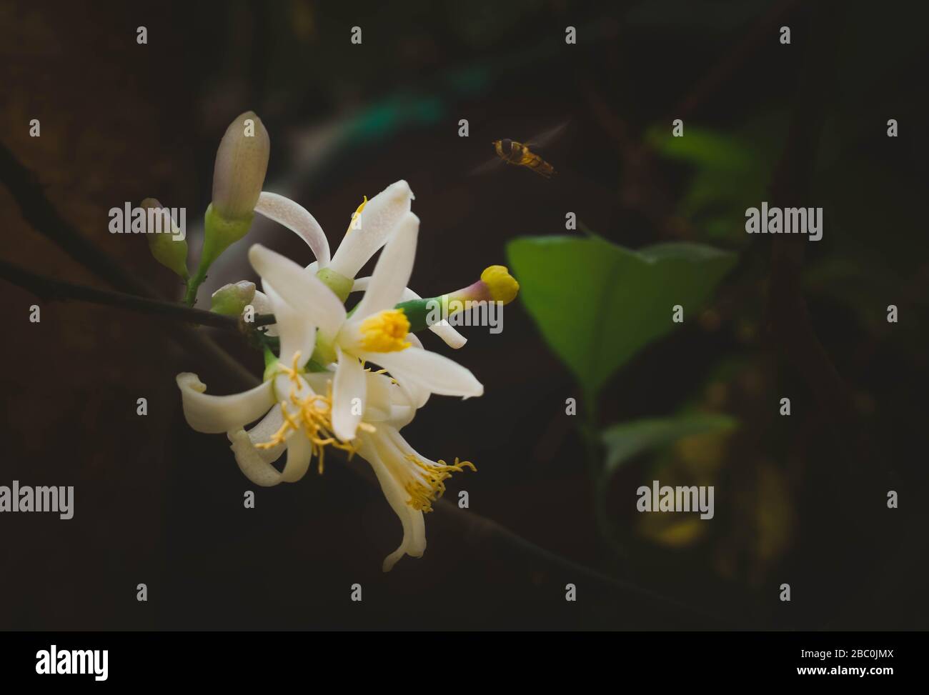Blume des Zitronenbaums Stockfoto