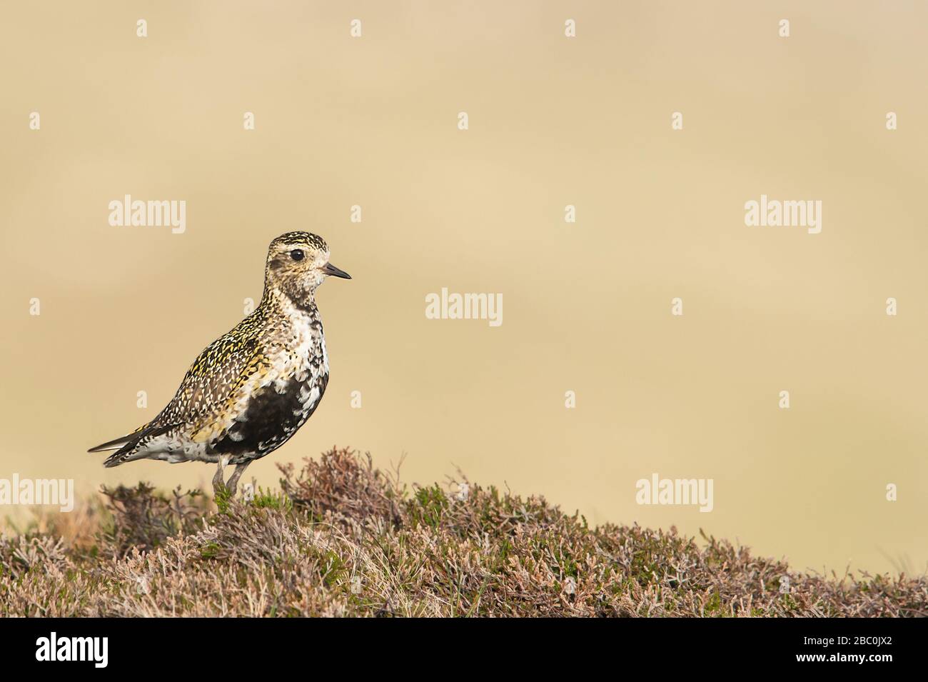 European Golden Plover, Shetland, Großbritannien Stockfoto