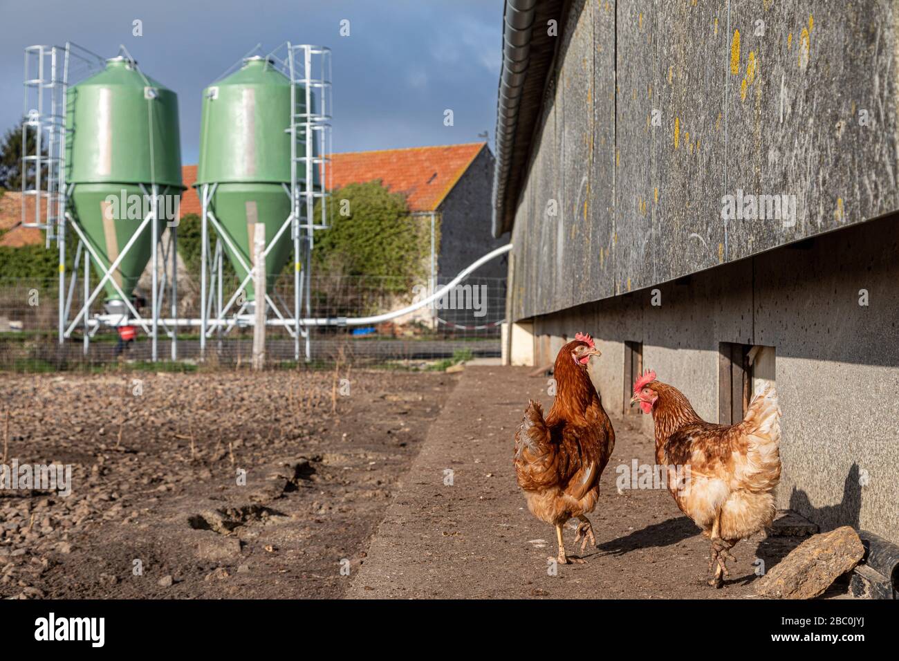 COOP UND SILOS ZUR LAGERUNG DER FUTTERMITTEL, FREILANDHUHNFARM MIT EIABLEGEHENNEN, SAINT-MARTIN-DE-BRETHENCOURT, YVELINES Stockfoto