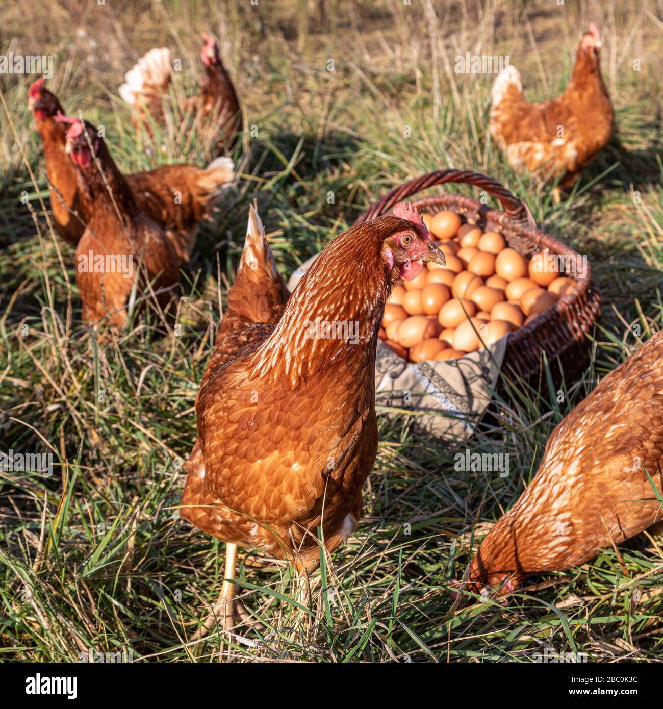 HÄHNCHENFARM MIT EI-LEGEHENNEN, SAINT-MARTIN-DE-BRETHENCOURT, YVELINES Stockfoto