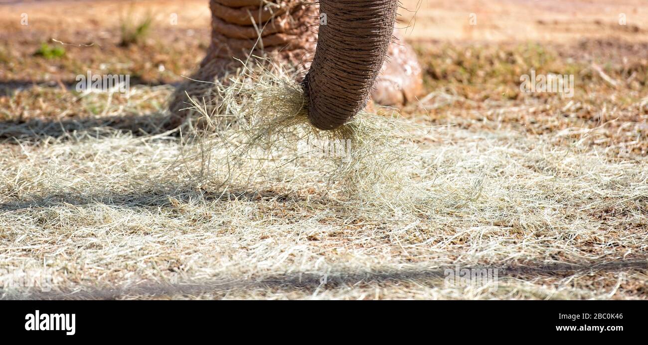 Ein Blick auf bedrohte afrikanische Elefanten im Atlanta Zoo in Atlanta, Georgia Stockfoto