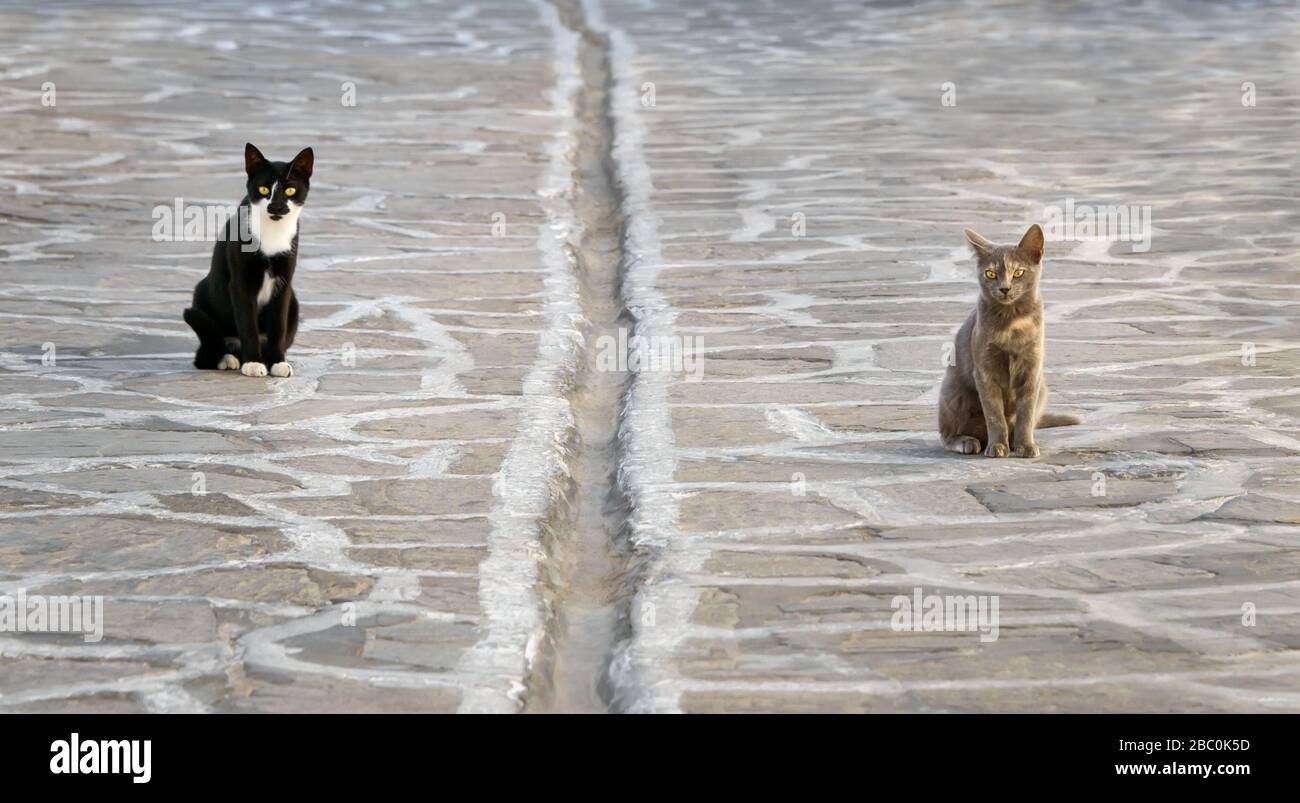 Zwei Katzen sitzen in sicherer sozialer Entfernung, getrennt durch einen offenen Entwässerungskanal in der Straße mit Natursteinpflastern in einem griechischen Dorf, Kykladen Stockfoto