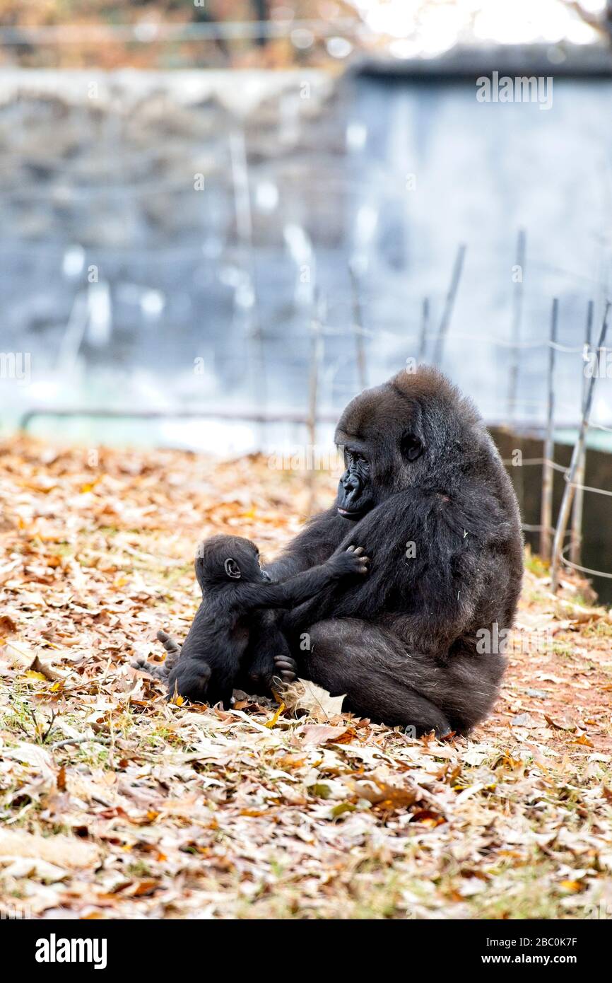 WESTERN Lowland Gorillas in ihrem Lebensraum im Zoo von Atlanta Stockfoto