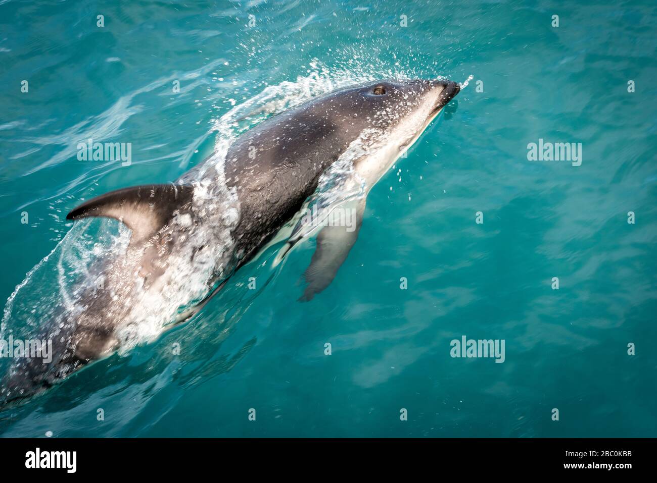 Eine Nahaufnahme eines duschen Delfins, der im Ozean in Kaikoura Neuseeland schwimmt Stockfoto