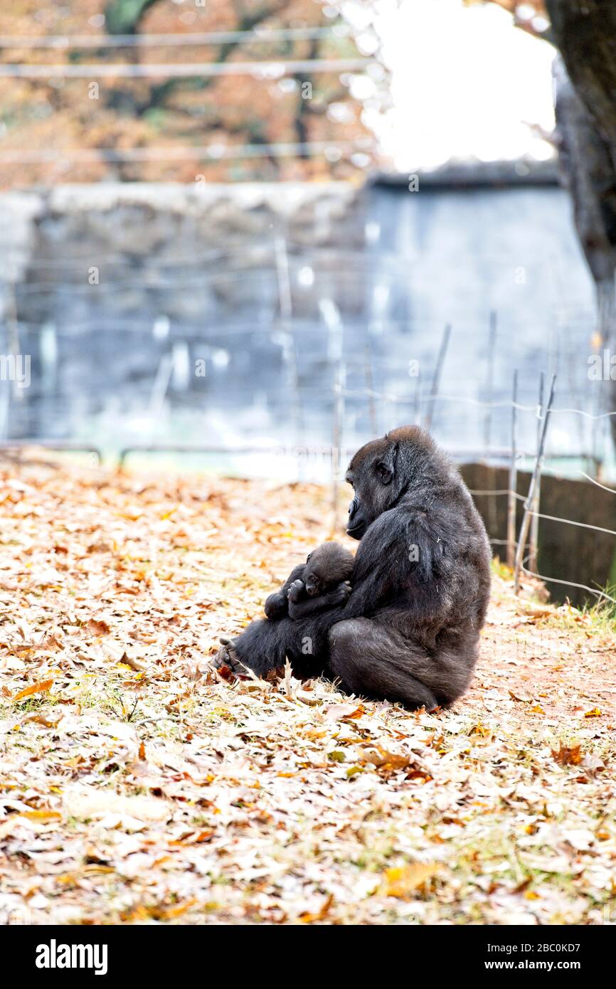 Eine weibliche Western Lowland Gorilla sitzt mit ihrem Baby in ihrem Lebensraum im Atlanta Zoo Stockfoto