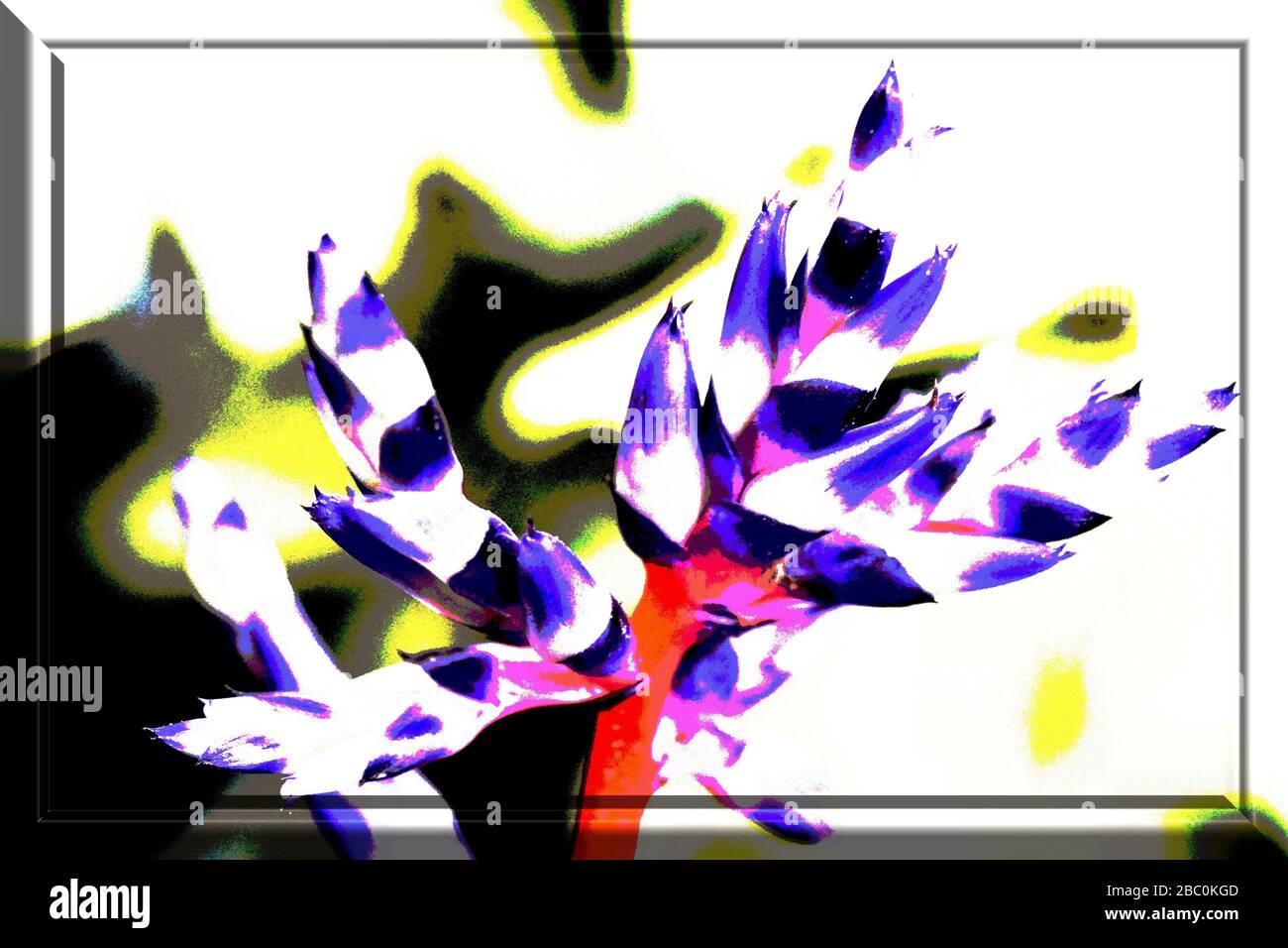 Foto einer Blume mit 3D-Frame-Farbdarstellung bearbeitet. Makro-Fotografie einer Blume als Quellbild.. Stockfoto