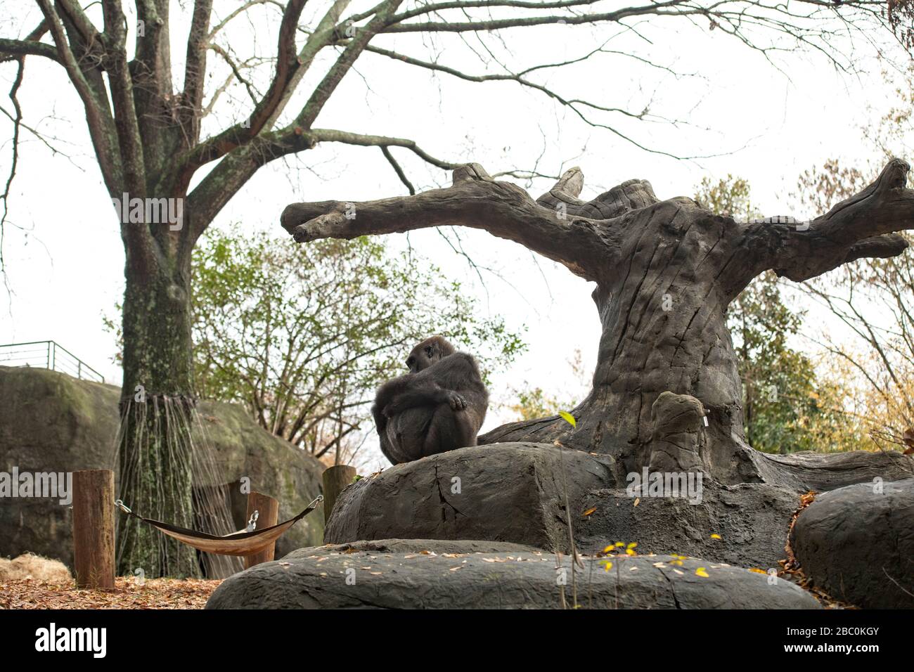 WESTERN Lowland Gorillas in ihrem Lebensraum im Zoo von Atlanta Stockfoto