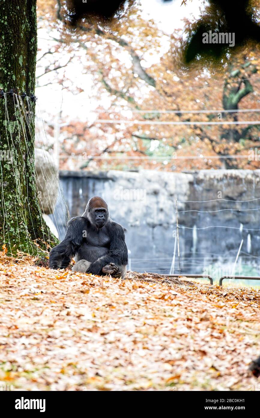 WESTERN Lowland Gorillas in ihrem Lebensraum im Zoo von Atlanta Stockfoto