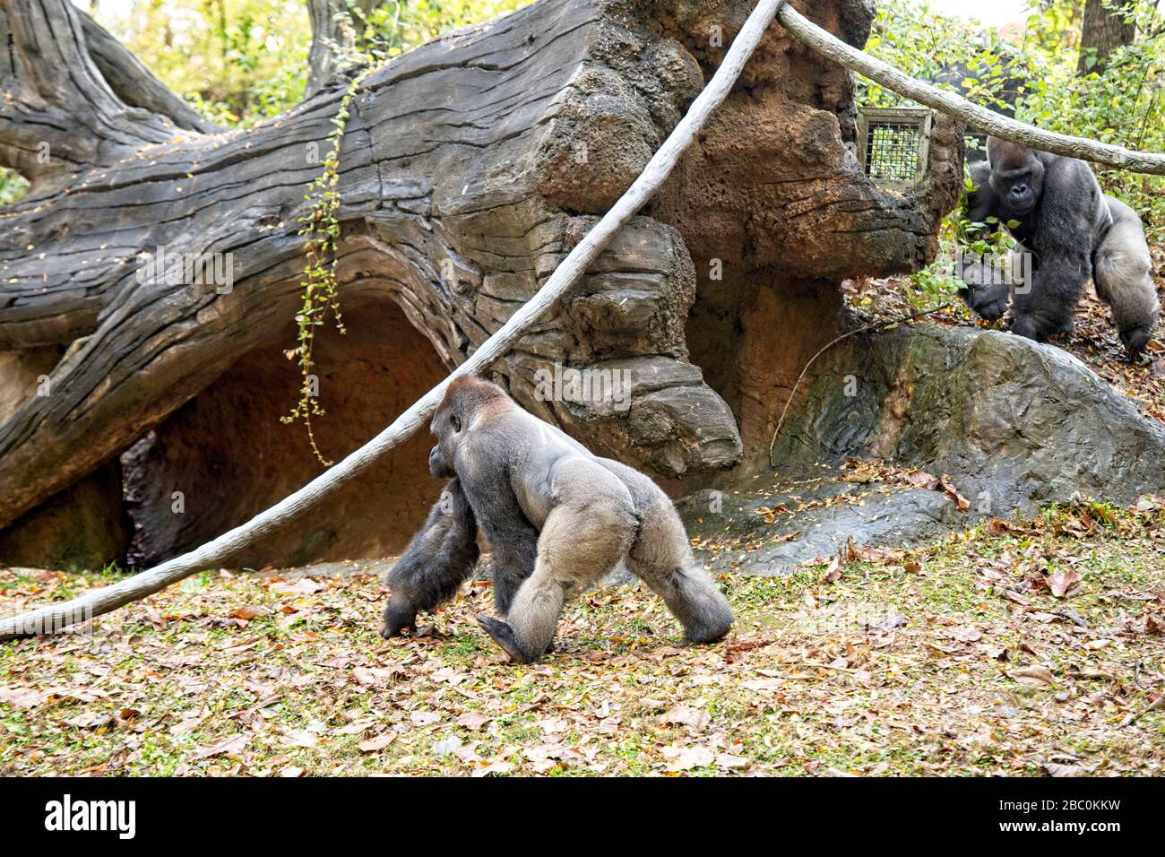 WESTERN Lowland Gorillas in ihrem Lebensraum im Zoo von Atlanta Stockfoto