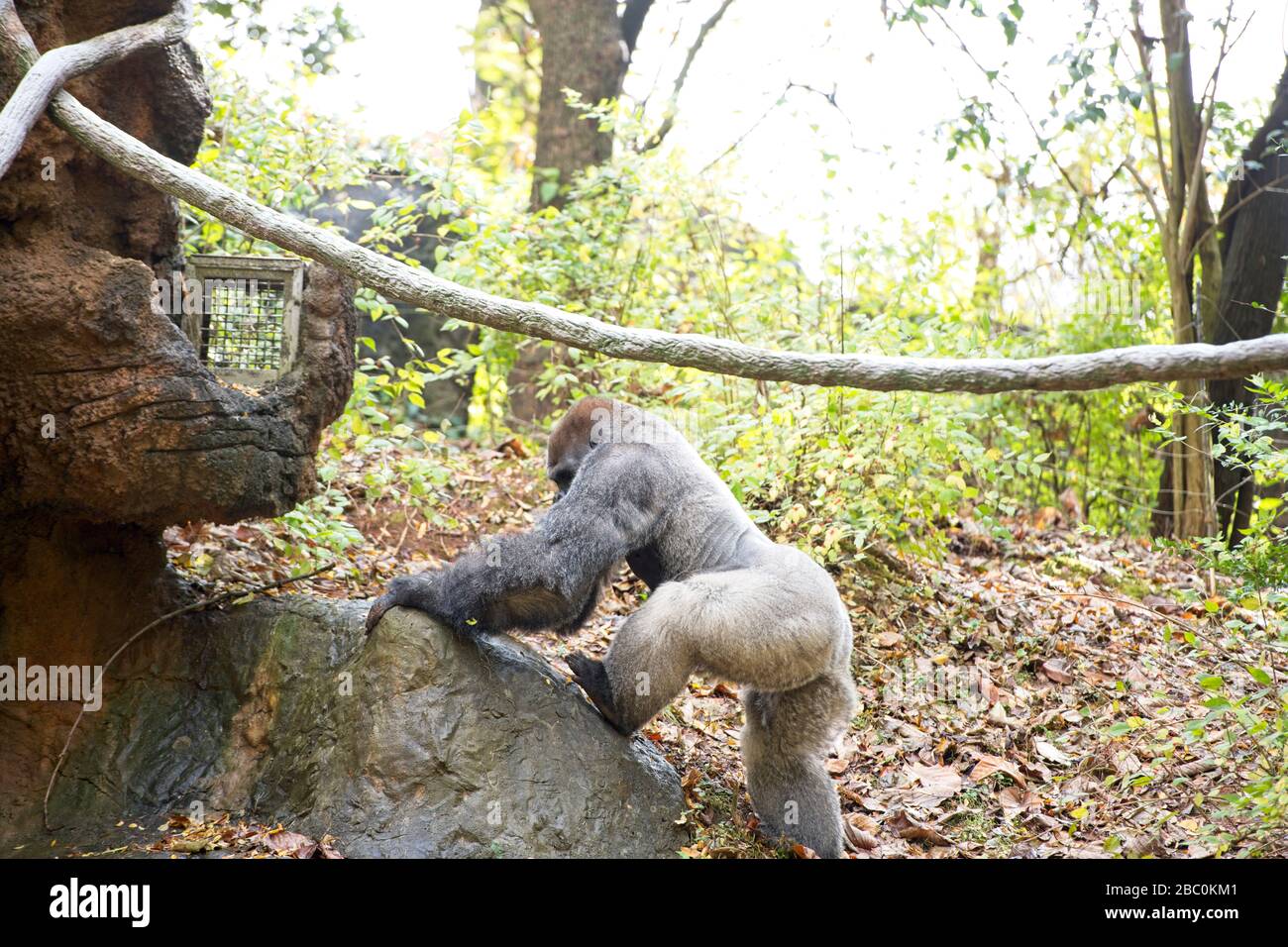 WESTERN Lowland Gorillas in ihrem Lebensraum im Zoo von Atlanta Stockfoto