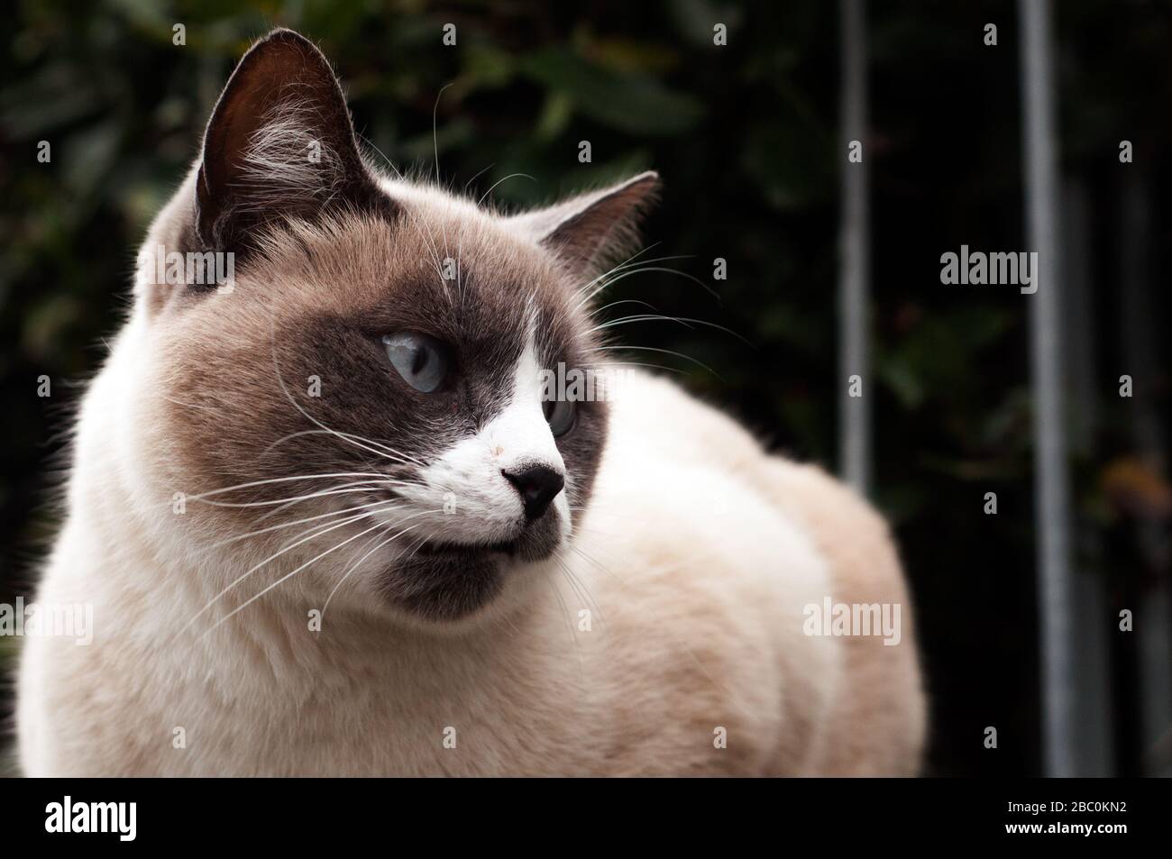 Schöne Porträtkatze mit Robbenpunkt im Freien. Nahaufnahme einer Katze. Blaue Augen. Stockfoto