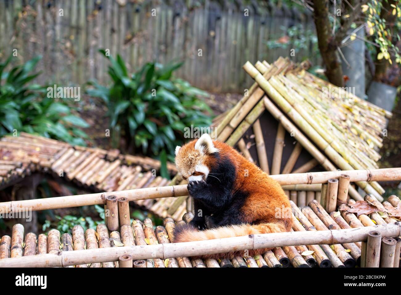 Ein roter Panda in der Sonne entspannen im Atlanta, Zoo in Atlanta, Georgia USA Stockfoto