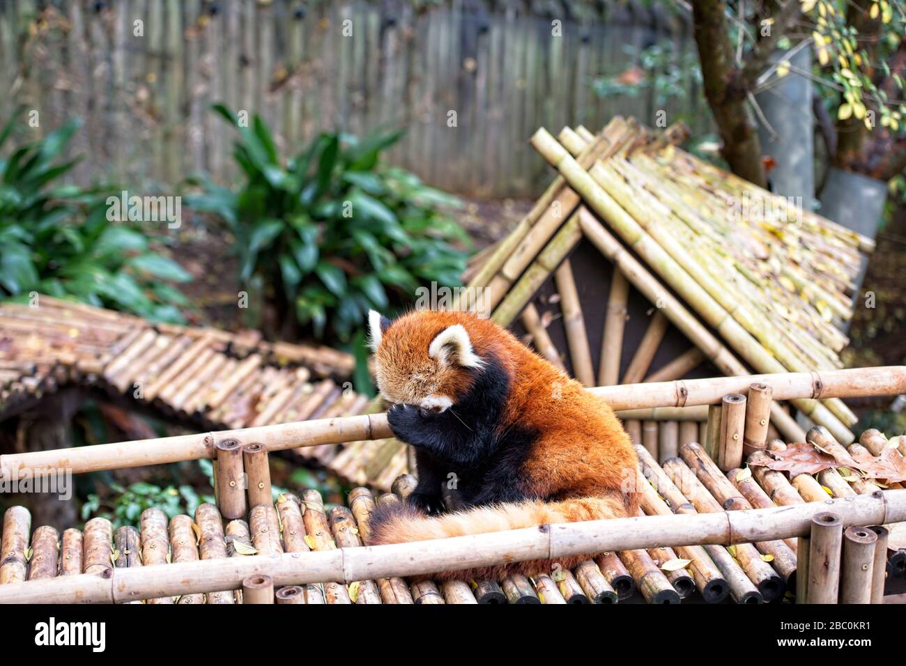 Ein roter Panda in der Sonne entspannen im Atlanta, Zoo in Atlanta, Georgia USA Stockfoto