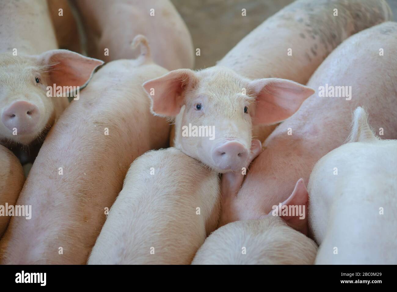 Gruppe von Schwein, dass gesunde in lokalen ASEAN bei der Schweinehaltung Tierhaltung aussieht. Das Konzept der standardisierten und saubere Landwirtschaft ohne lokale Krankheiten oder Selbststä Stockfoto