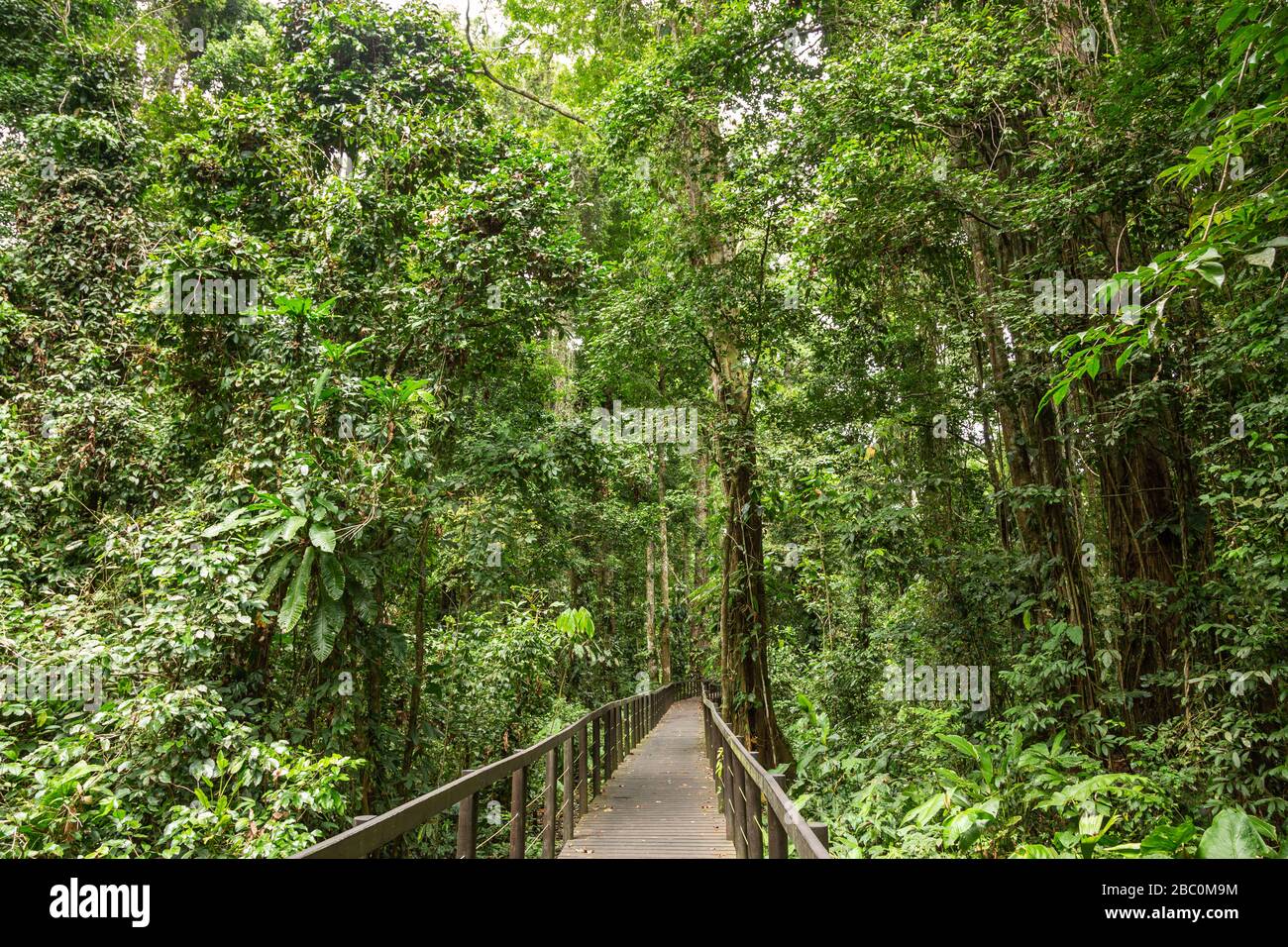 Promenade durch den Wald vom Eingang des Kelly Creek im Cahuita Nationalpark, Limón Provinz, Costa Rica. Stockfoto