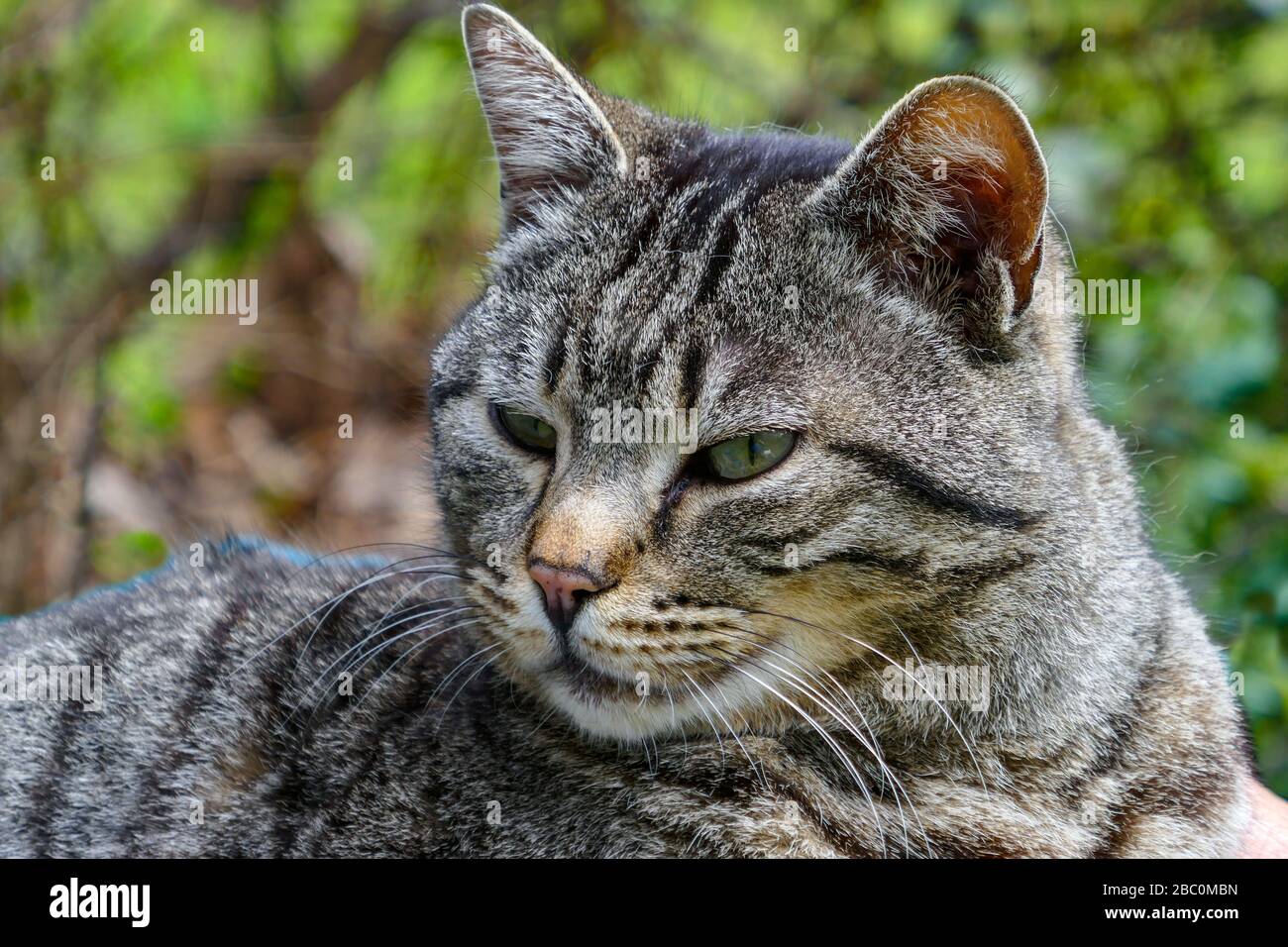 Nahaufnahme von Kopf tabby Katze suchen, Ariege, Französisch Pyrenäen, Frankreich Stockfoto