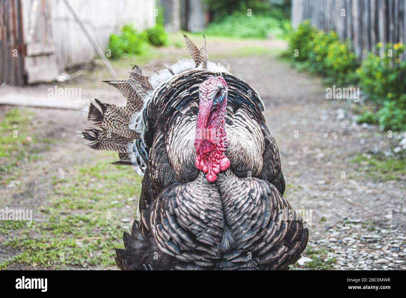 Allein auf einem Bauernhof spaziert ein großer Putenvogel. Brutvögel im landwirtschaftlichen Betrieb. Stockfoto