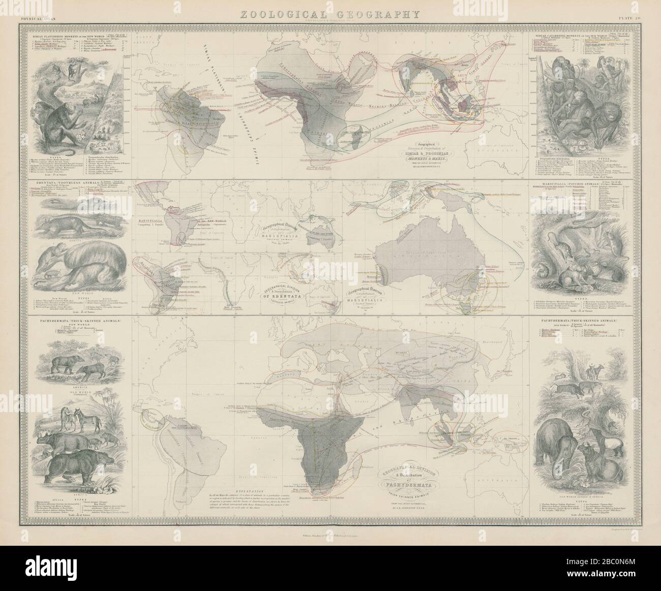 Zoologische Geographie. Pachydermata - Dickhäutige Tiere Verteilung 1856 Karte Stockfoto
