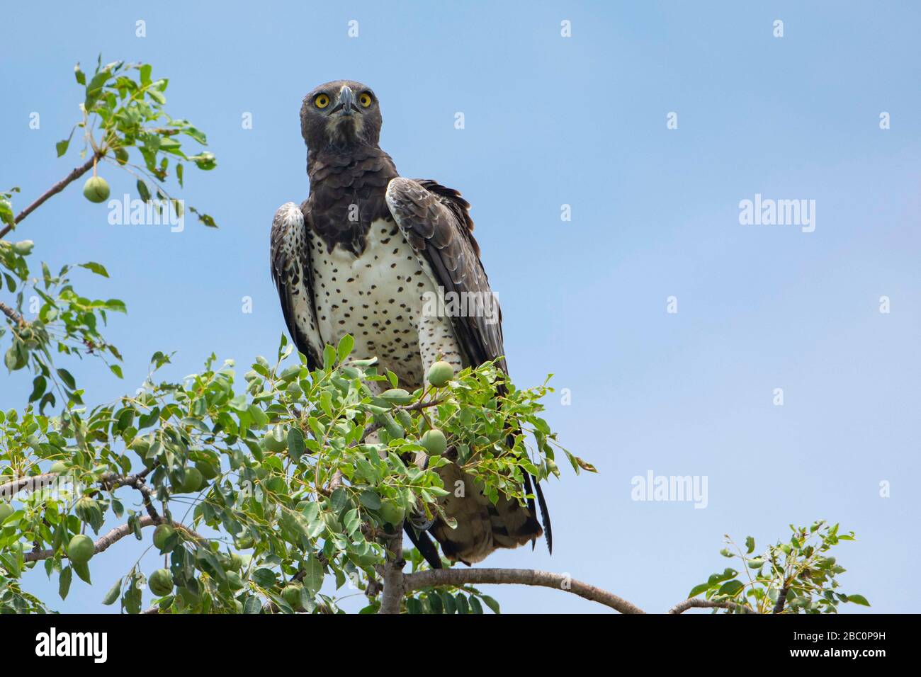 Ein Kampfadler auf einem Baum mit blauem Himmel auf dem Hintergrund Stockfoto