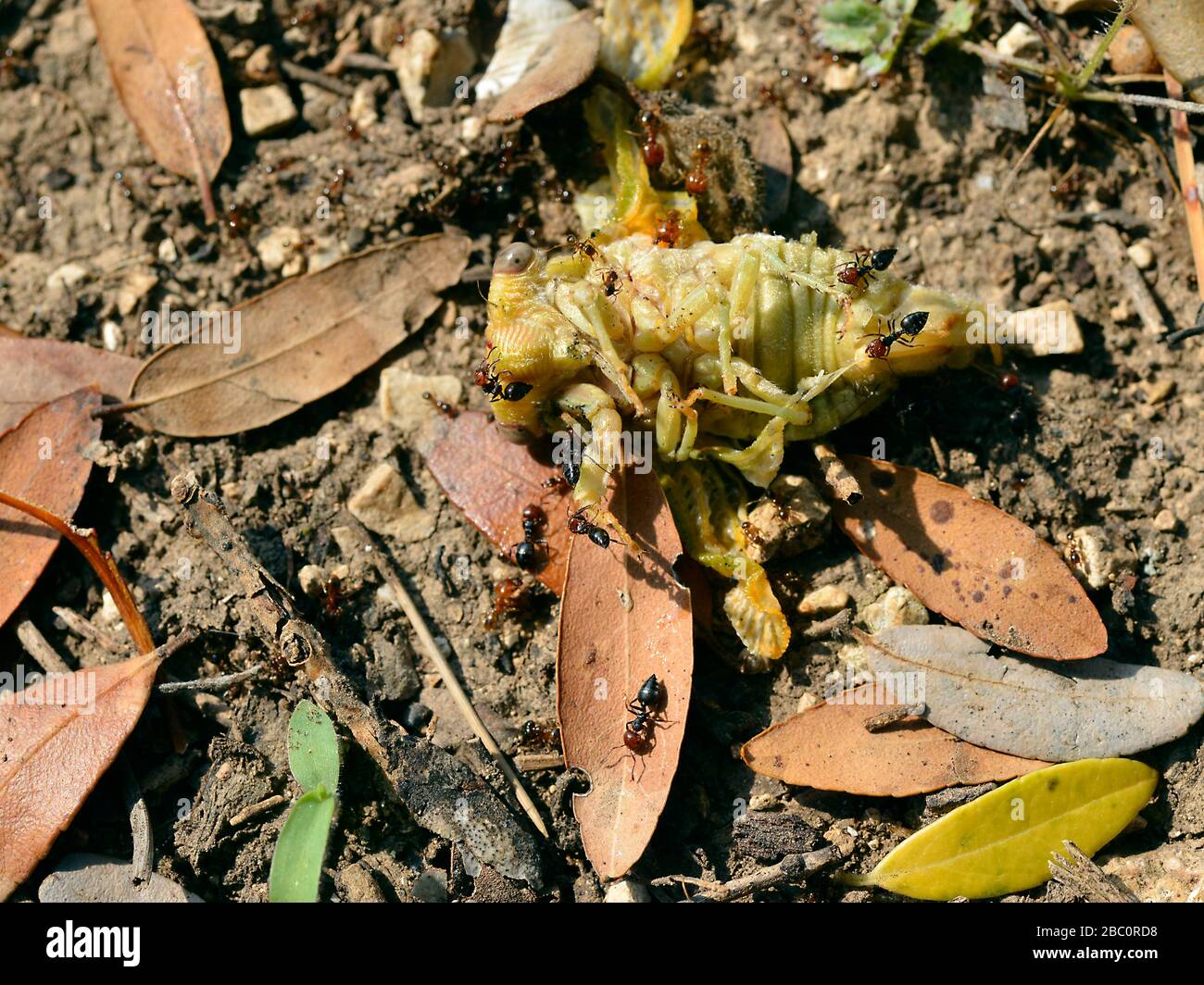 Cicada am Boden von Ameisen unter den toten Blättern angegriffen Stockfoto