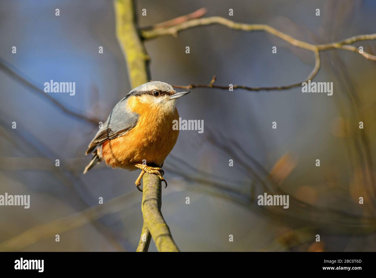 Wood Nuthatch - Sitta europaea, kleiner schöner Perchvogel aus europäischen Wald- und Waldgebieten, Zlin, Tschechien. Stockfoto