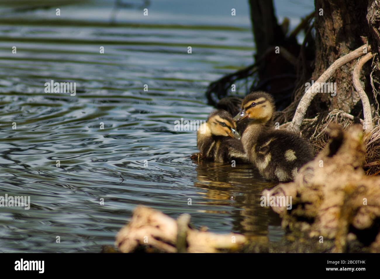 Zwei Entlein an einem Flussufer, die sich Gedanken machen, schwimmen zu gehen. Stockfoto