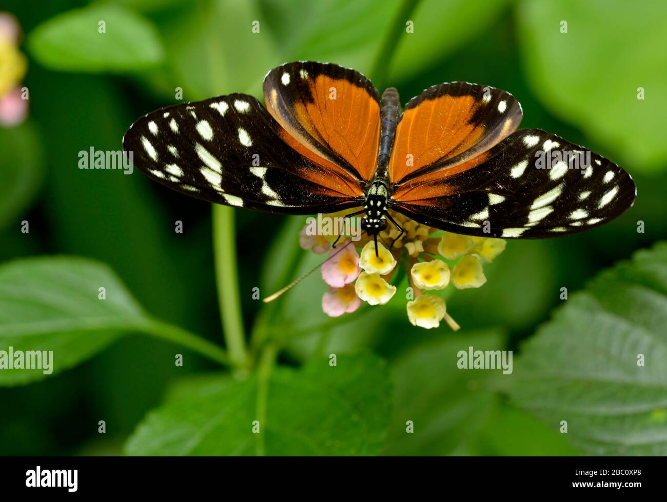 Makro des Tiger-Langwing-Schmetterlings (Heliconius hecale), der sich von oben auf der Blume ernährt (Lantana camara) Stockfoto