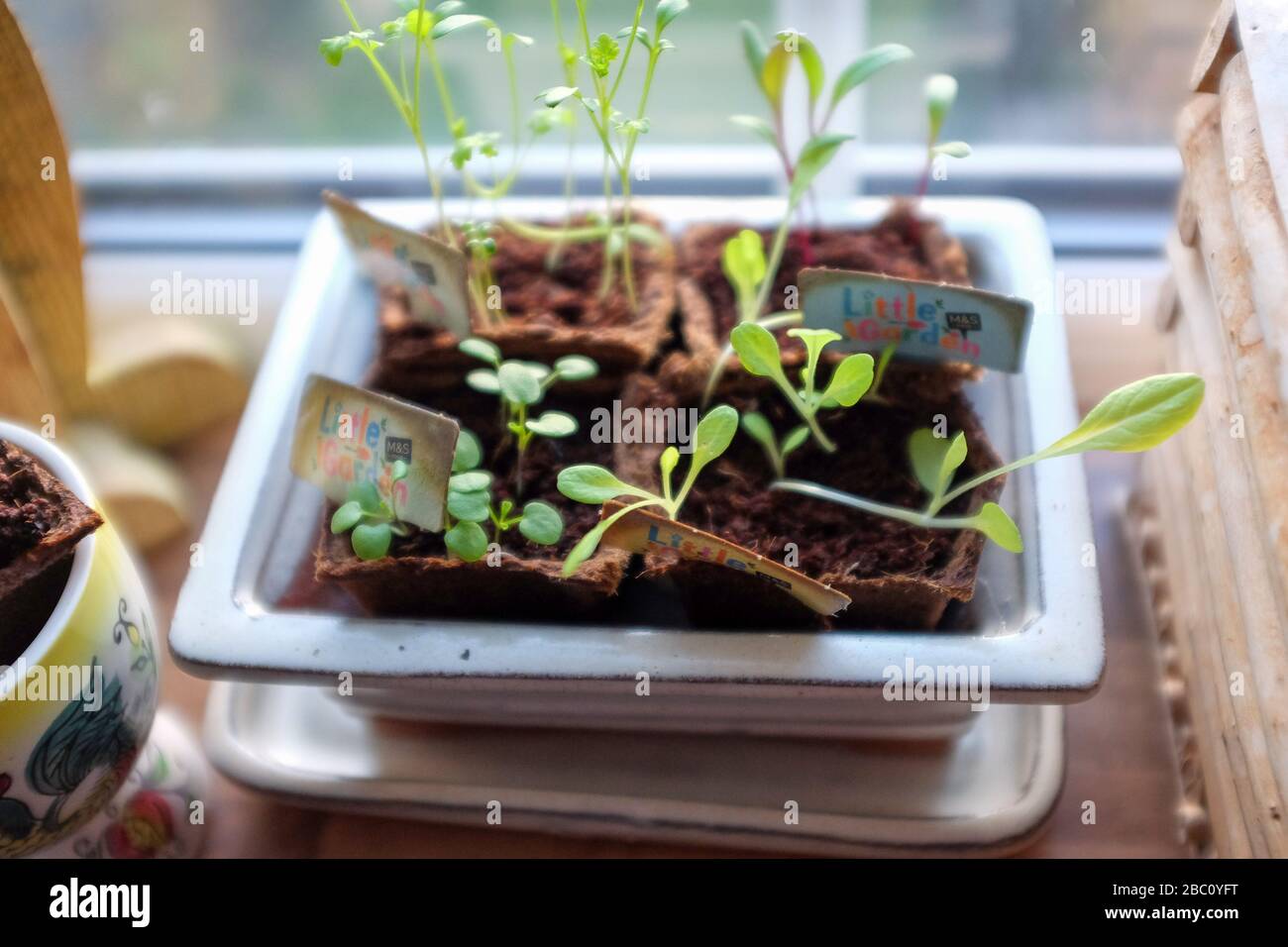 Sämlinge wachsen auf einer Küchenfensterbank einschließlich Rettichsalat Mikro Kresse und Karotten Stockfoto