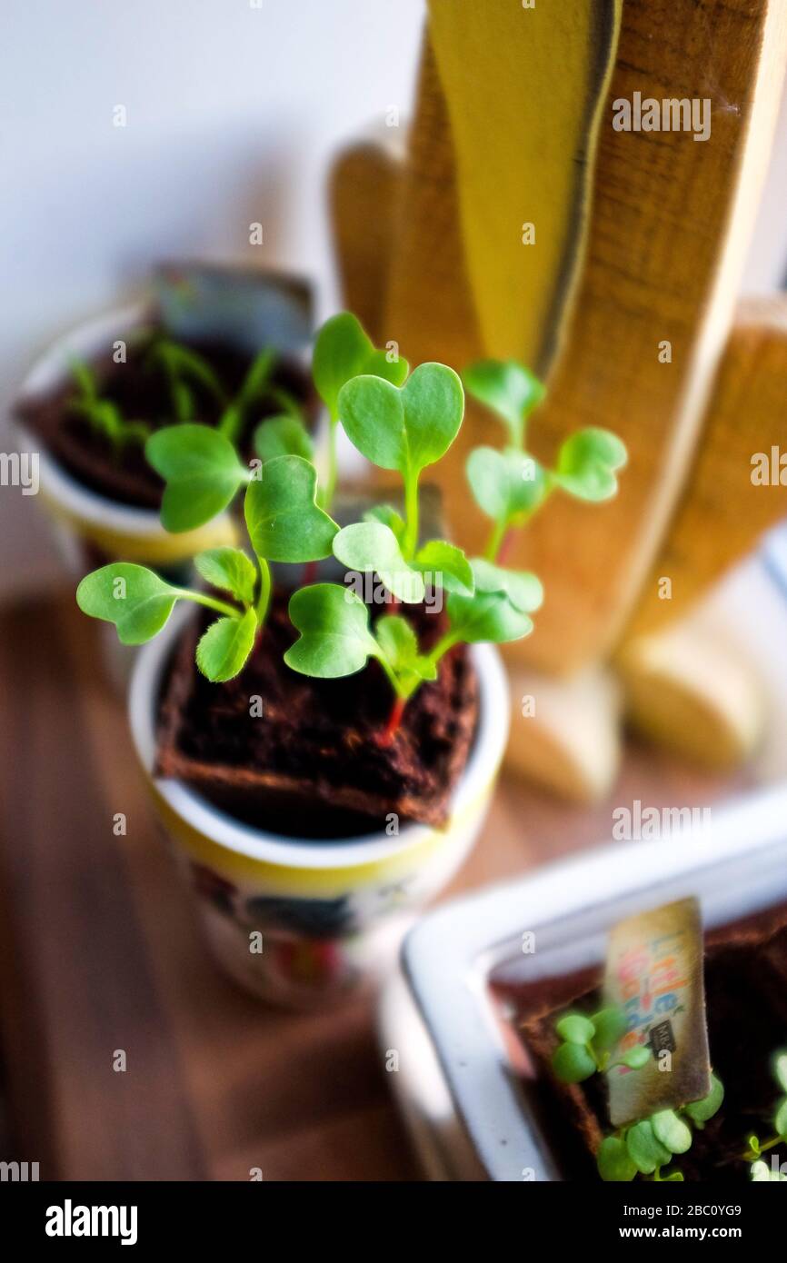 Sämlinge wachsen auf einer Küchenfensterbank einschließlich Rettichsalat Mikro Kresse und Karotten Stockfoto