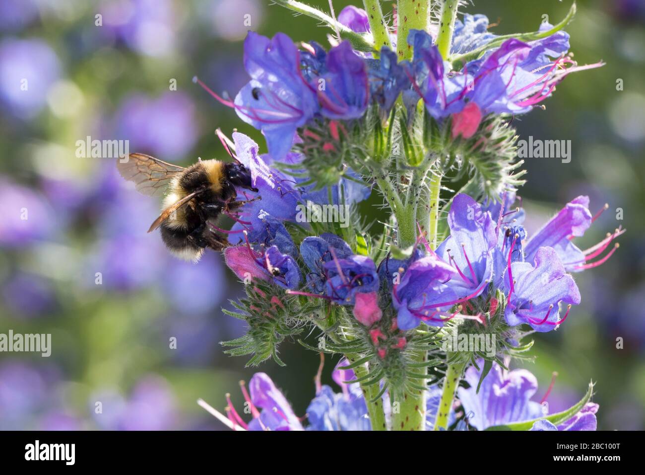 Gartenhummel, Garten-Hummel, Blütenbesuch an Natternkopf, Natternzunge, Echium vulgare, Bombus hortorum, Megabombus hortorum, Kleingarten-Hummel-Biene, Stockfoto