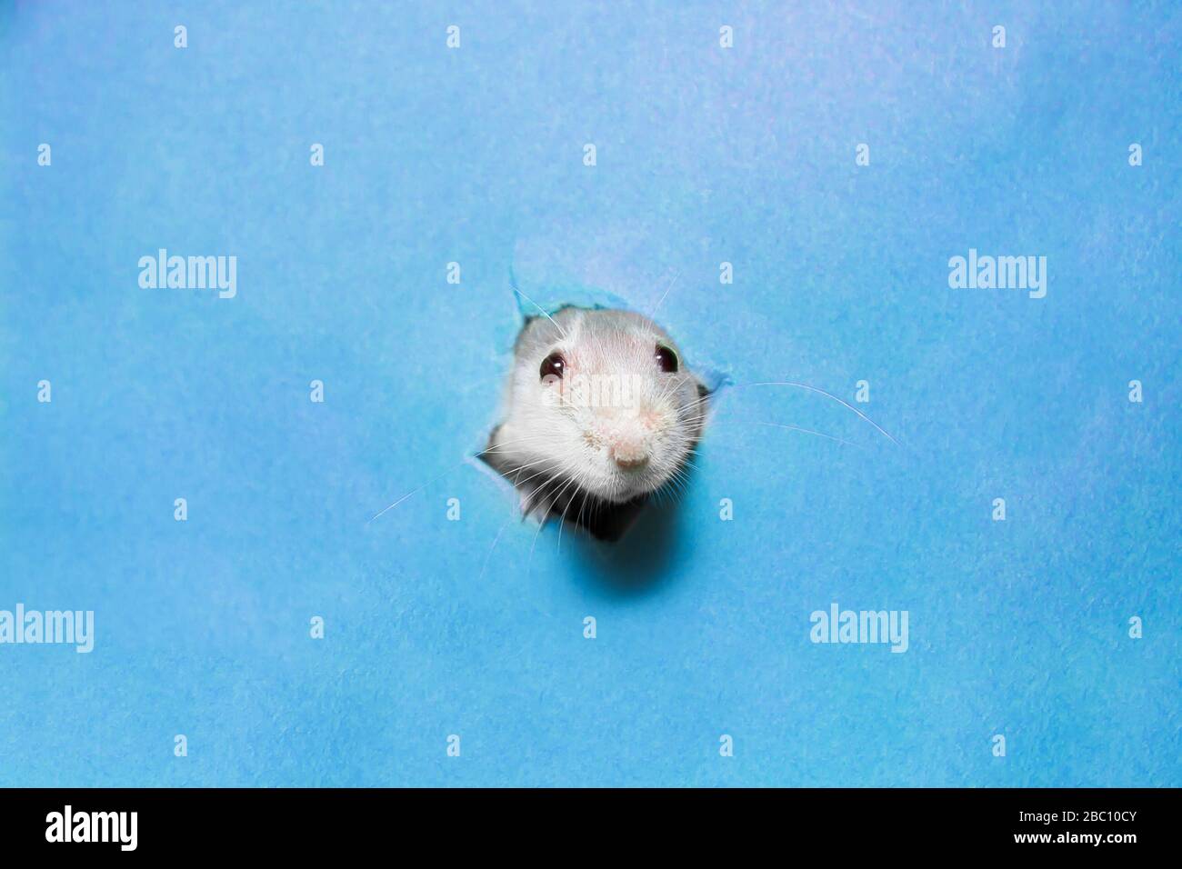 Süße braune Maus, die durch ein zerripptes Loch in einem blauen Papier pinkelt Stockfoto