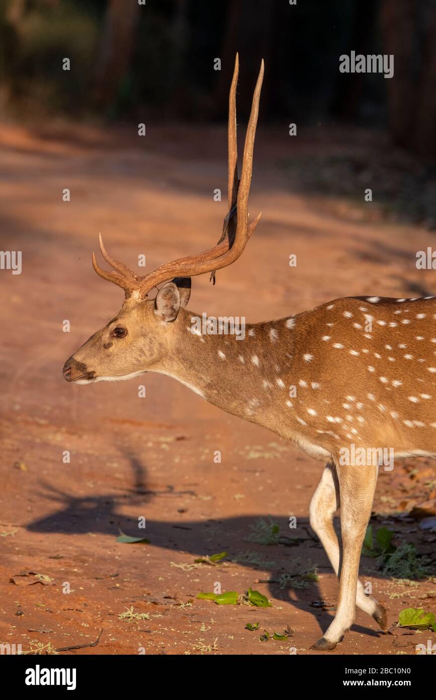 Indien, Madhya Pradesh, Bandhavgarh-Nationalpark. Männliches Chitalhirsch alias gefleckter Hirsch (WILD: Achsenachse) Stockfoto