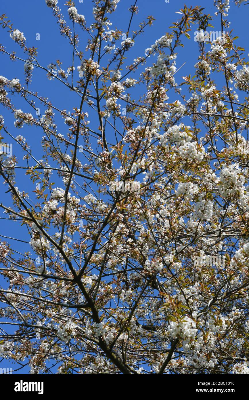 In der englischen Landschaft fotografierte Baum mit weißer Blüte im Frühling gegen einen klaren blauen Himmel. Stockfoto