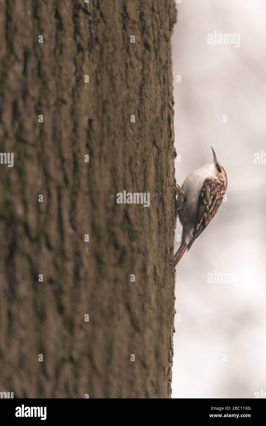 UK Wildlife, Baum-Kriechgang auf einem Baum-Truck. Towcester, Northamptonshire, England Stockfoto