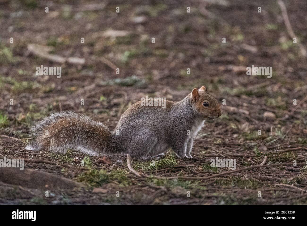 Britische Wildlife - Squirrel in natürlicher Umgebung - Towcester, Northants, Großbritannien Stockfoto